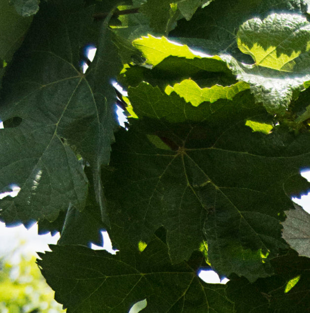Biodynamic